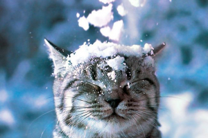 Katere mačke so posnele v oglaševanju whiskas? Katere mačke so posnele v oglaševanju whiskas?